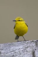 Yellow Wagtail