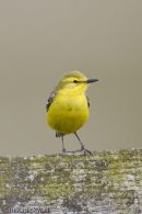 Yellow Wagtail