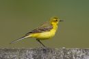 Yellow Wagtail