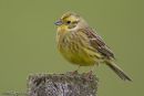 Yellowhammer