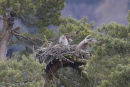 Osprey at the nest