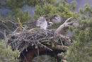 Osprey at the nest