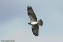 Male Osprey in flight