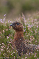 Red Grouse