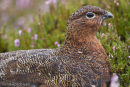 Red Grouse
