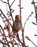 Song Thrush