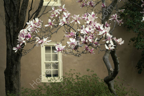 Magnolia Garden