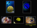 Nominated -- Epson Red Sea World of Underwater Images competition