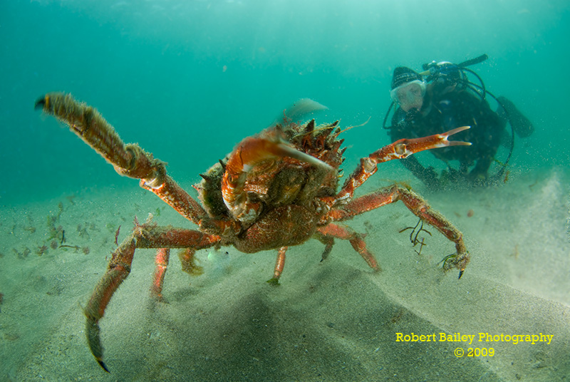 Spiny Spider Crab (<em>Maja squinado</em>)
