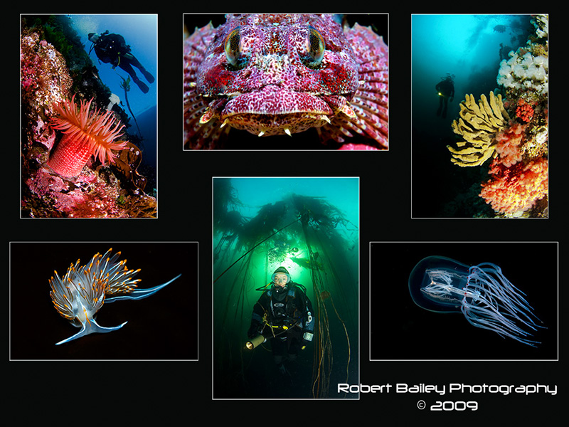 <strong>Open Portfolio Winner December 2009 - BUPG</strong>