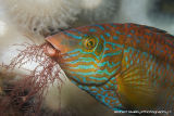 Corkwing Wrasse