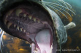 Grey Seal 