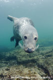 Grey Seal 