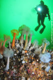 Plumose Anenome
