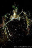 Long Legged Spider Crab