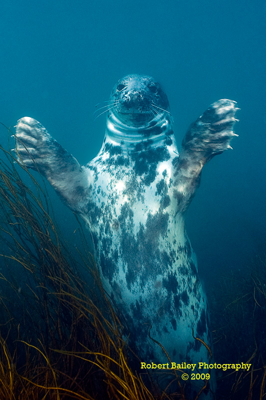 Grey Seal (<em>Halichoerus grypus</em>)
