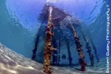 The Jetty at Nuweiba