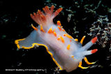 Elegant Nudibranch