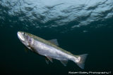 Rainbow Trout 