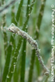 Seahorse 
