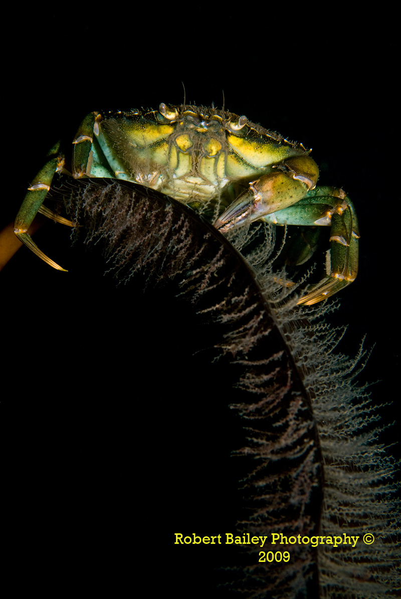 Shore Crab
(<em>Carinuc maenas</em>)