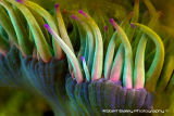 Snakelock Anenome
