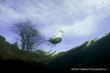 Gull