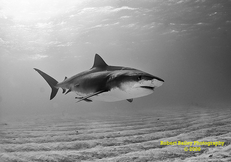One of three winning images from the final stage of the competition - Tiger Shark (<em>Galeocerdo cuvier</em>) 