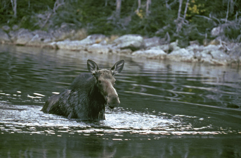 Moose