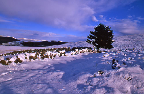Perthshire Winter