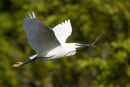 Little_Egret