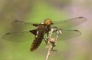Female_Broad-bodied_Chaser