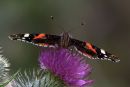 Red_Admiral