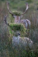 Rutting Fallow Stags "In The Book" BWPA 2011