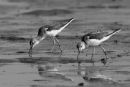 Greenshanks