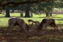 Rutting_Fallow_Deer
