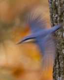Abstract Autumn Nuthhatch - Featured in BBC Autumnwatch Unsprung 2011