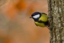 Great_Tit
