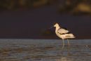 Avocet