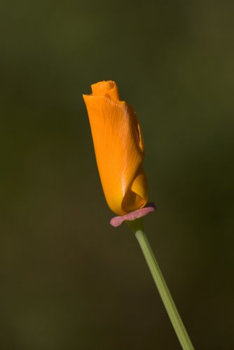 Orange_Poppy