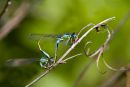 Blue-tailed_Damselfly