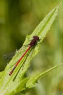 Large_Red_Damselfly