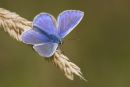 Common_Blue_Butterfly