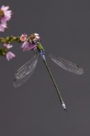 Emerald_Damselfly