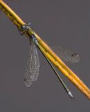 Emerald_Damselfly
