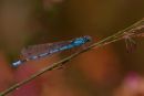 Common_Blue_Damselfly
