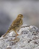 Meadow Pipit