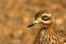Stone_Curlew