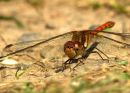 Male_Common_Darter