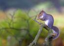 Powderham_Squirrel_2